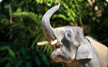 Arquétipo do Elefante